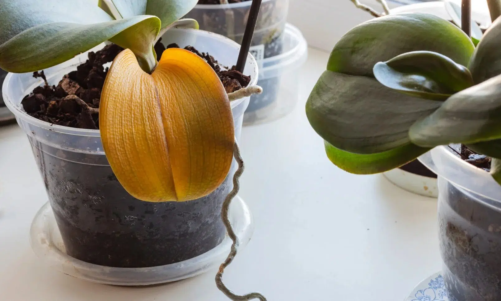 orchidée qui jaunit