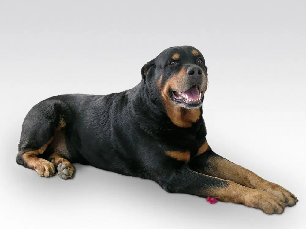 Assurance chien 2eme categorie