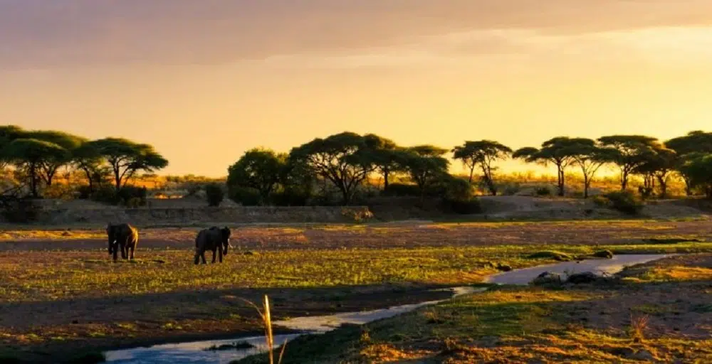 un voyage Tanzanie