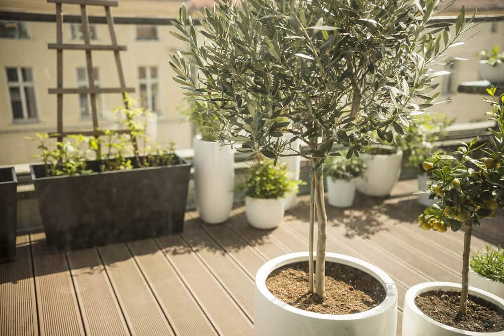 Les meilleures plantes pour remplir des grands pots sur une terrasse