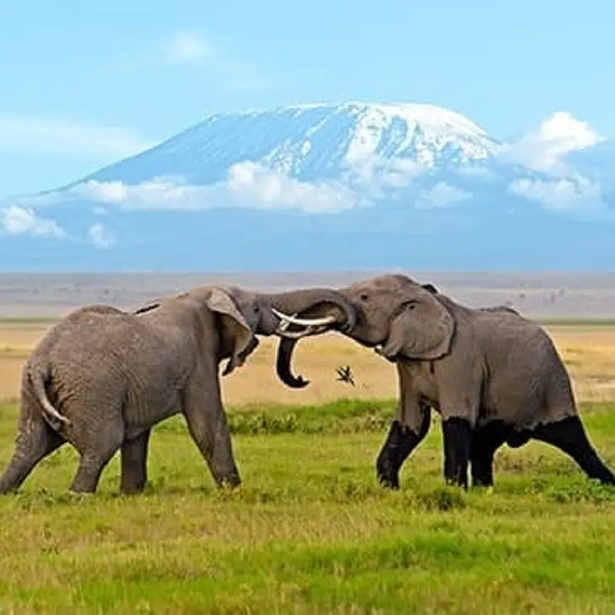 Vacances en Afrique