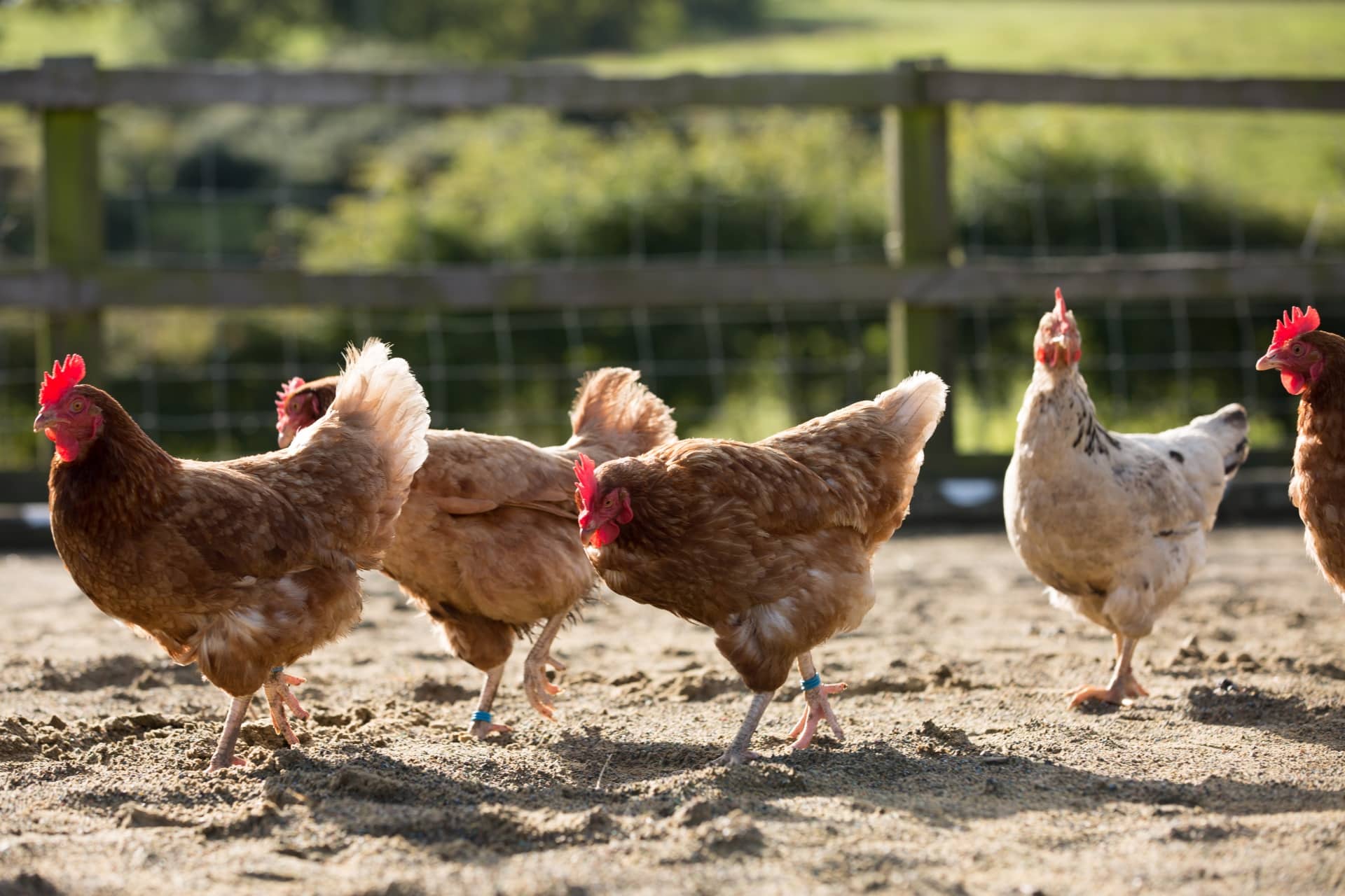 Élever des poules