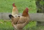 Élever des poules