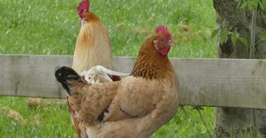 Élever des poules