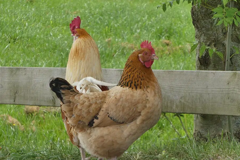 Élever des poules